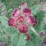 Arctium minusFlower