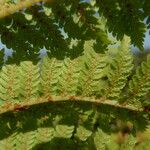 Cyathea cicatricosa Φύλλο