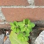 Euphorbia peplus Muu