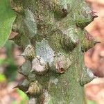 Zanthoxylum heitzii Φλοιός
