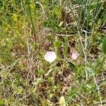 Althaea hirsuta Blomst