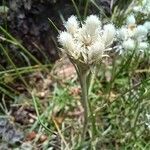 Antennaria dioica Flors