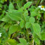 Bidens elgonensis Leaf