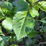 Bidens pilosa Leaf