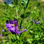 Solanum umbelliferum Λουλούδι