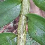 Dendrobium nobile Corteccia