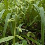 Epipactis phyllanthes फूल