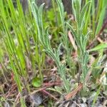 Fibigia clypeata Leaf