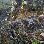 Epidendrum fimbriatum Облик