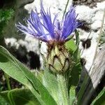 Cyanus graminifolius Floare
