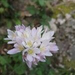 Allium roseum Flower