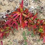 Carpobrotus edulis Hoja