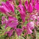 Cleome spinosa Květ