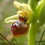 Ophrys virescens Blomma