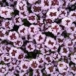 Thymus serpyllum Flower