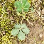 Potentilla simplex Leaf