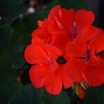 Pelargonium zonaleFlower