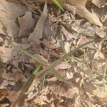 Phlox pilosa Leaf