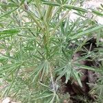 Lupinus angustifolius Leaf