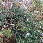 Limonium articulatum Blatt