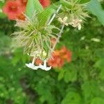Abelia triflora 花