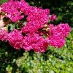 Lagerstroemia indicaFlower