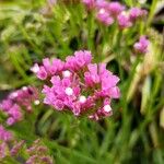 Limonium sinuatumFlors