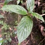 Besleria solanoides Leaf