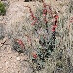 Penstemon eatonii Цвят