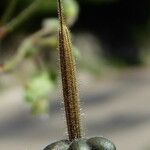 Geranium rotundifolium Плід