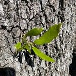 Quercus fusiformis Hoja