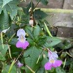 Impatiens balfourii 花