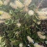 Buckinghamia celsissima 花
