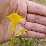 Erythranthe guttata Bloem