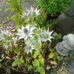 Eryngium giganteum Kwiat