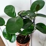 Hoya australis Leaf