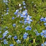 Delphinium leroyi Flower