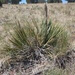 Yucca angustissima Leaf