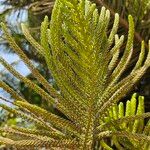 Araucaria columnaris Hoja