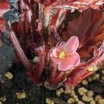 Begonia rex 花