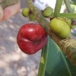 Ficus elastica Fruto