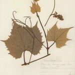 Vitis riparia x Vitis rupestris Other