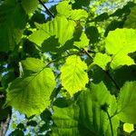 Corylus cornuta Hostoa