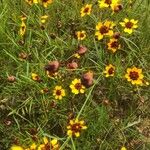 Coreopsis tinctoriaFfrwyth