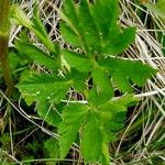 Chaerophyllum hirsutum ഇല