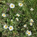 Leucanthemum heterophyllum 花