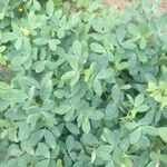 Arachis hypogaeaبرگ