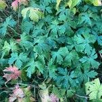 Geranium endressiiFlower