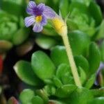 Orobanche uniflora Flower