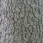 Quercus chrysolepis 樹皮